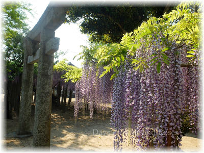 藤の花2