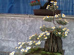山紫水明