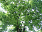 IMG_9509.jpg