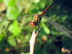 IMG_9783.jpg