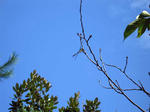IMG_9823.jpg
