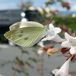 IMG_9887.jpg