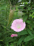 IMG_0090.jpg