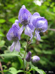 IMG_6838.jpg