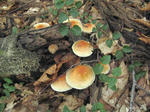 IMG_6852.jpg