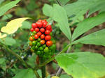 IMG_6900.jpg