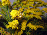 IMG_0726.jpg