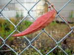 IMG_1187.jpg