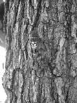 IMG_6337bw.jpg