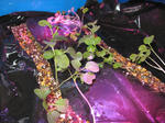IMG_2706.jpg