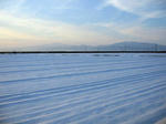 IMG_3565.jpg