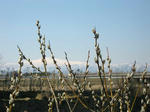 IMG_4925.jpg