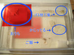 CIMG9152-1.jpg