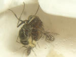 CIMG9253-1.jpg