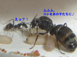 CIMG0266-1.jpg