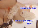 CIMG0252-1.jpg