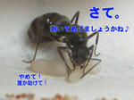 CIMG0312-1.jpg