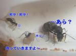 CIMG0314-1.jpg