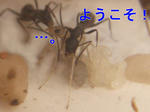 2471e478.jpeg