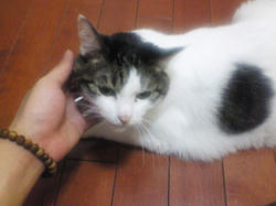 チャミ