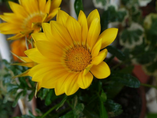 P1000010.jpg