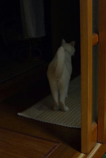 P1000534.jpg