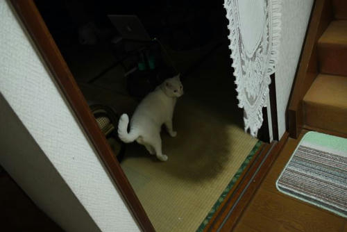 P1000532.jpg