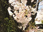 DSC06968.JPG
