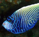 タテジマキンチャクダイの若魚