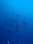 蒼い海に広がるツバメウオたち