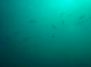 タカサゴ群れるが濁って残念