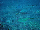 20090505_2.jpg