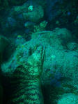 ウツボが2匹