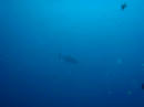 カンパチの魚影