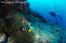undersea4.jpg