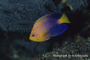 fishes2_2.jpg