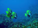 fishes2_4.jpg