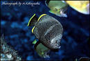 fishes2_5.jpg