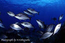 fishes2_6.jpg
