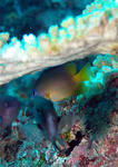 他の魚に邪魔されながらもルリメイシガキスズメダイ