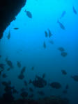 魚影の濃さは変わらずです