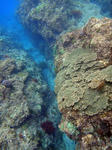 珊瑚も広がる底土です