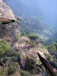 ワシャワシャ集まる魚達
