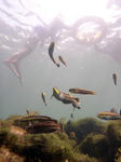 覗けば魚がたくさんで