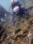 魚と一緒に海に慣れ