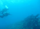 群れてる魚もおりまして