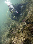 魚を見ながら講習です