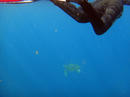 泳ぐ下にはアオウミガメ