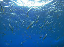 魚の群れも近くで見てみて