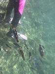 足元魚もたくさんいたり
